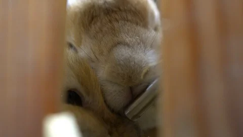 Close up video A rabbit drinking water from a bottle 스톡 동영상 124964468