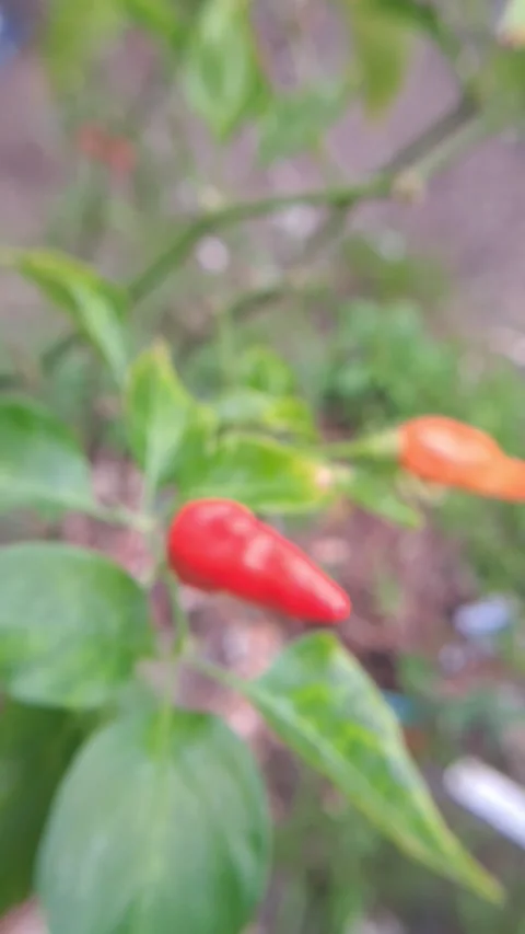 Close up video of red chilies ready to be harvested Stock-Footage 332358378