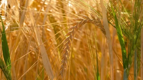 Close-up video of a ripe backlit barley ear gently swaying in the wind Vídeo Stock 338319301