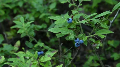 Close-up video of ripe dark blue wild blueberries  Stock Footage 136844086