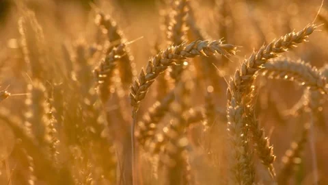 Close-up video of ripe wheat ears gently swaying in the wind Stock-Footage 338242848