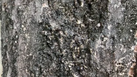 Close-up video of rough big tree bark texture with cracks Stock Footage 318711500