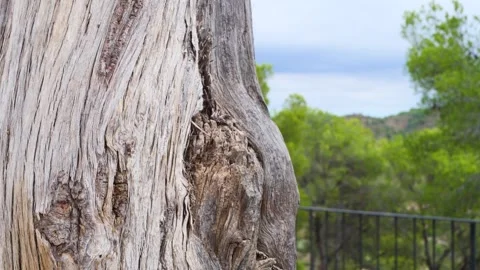 Close-up video of rough tree bark with detailed natural texture Stock Footage 319174181