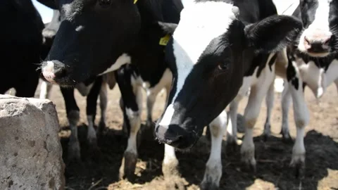 Close-up video of several cows standing together on a farm 動画素材 343250430