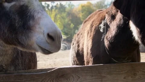 Close-up video of several donkeys standing together 库存影片 344033345