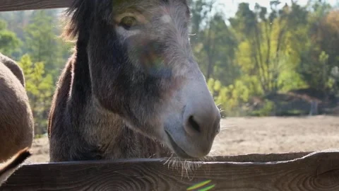 Close-up video of several donkeys standing together Видео 344033393