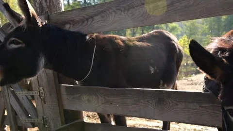 Close-up video of several donkeys standing together Vidéo 344033453