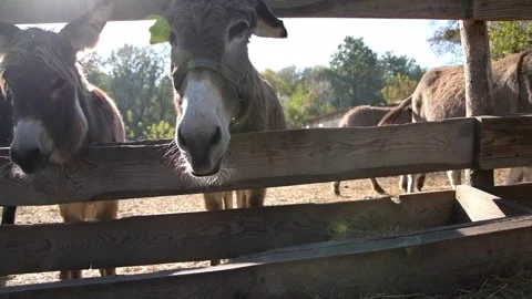 Close-up video of several donkeys standing together Vídeo Stock 344033469