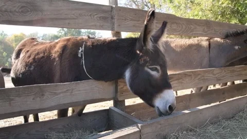 Close-up video of several donkeys standing together Видео 344033492