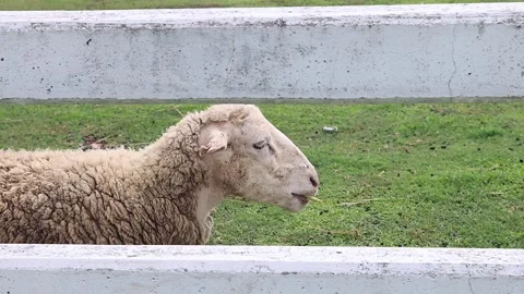 Close-up video of a sheep eating grass in a green field. Stock Footage 319742622