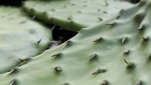 Close-up video shot of green nopal with thorns Stock Footage 292865009