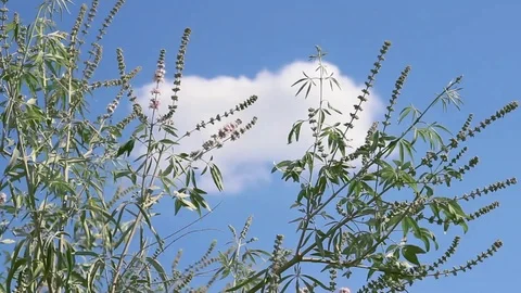 Close-up video shot for movement of wheat plants Stock Footage 92505333