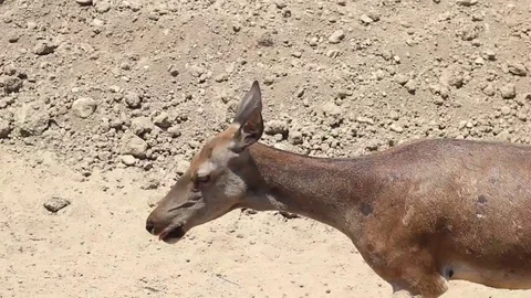 Close-up video shot of red deer in natural life park at Izmir in Turkey 1 Stock Footage 92206683