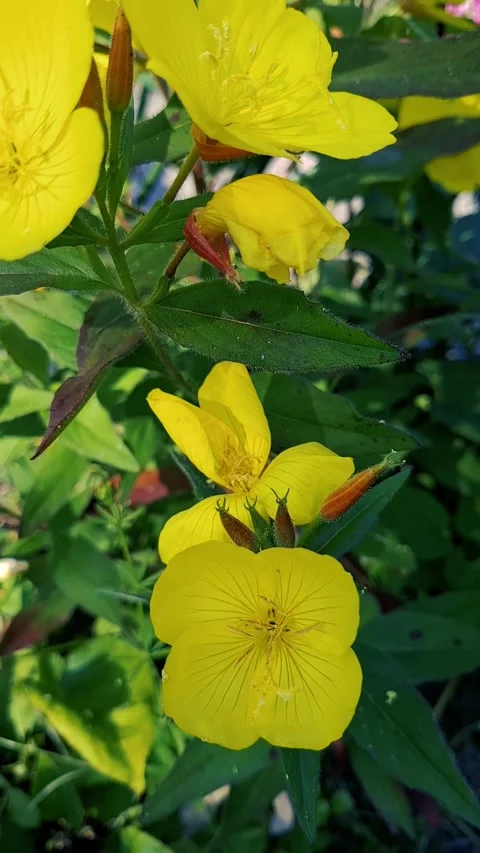 A close up video shows a bright yellow wildflower shaking gently in a summer Stock Footage 337965947