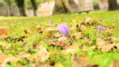 A close up video of a single purple crocus flower blooming in spring new li.. Stock-Footage 314640881