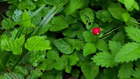 Close-up video of a single vibrant red wild strawberry in a moody green forest. Stock Footage 338351506