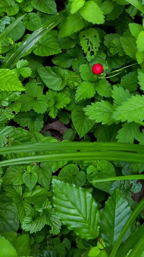 Close-up video of a single vibrant red wild strawberry in a moody green forest. Stock Footage 338351671