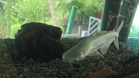Close-up video of a sleek silver fish swimming near a dark aquarium Stock Footage 332141894