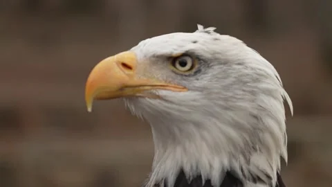 Close up video in slow motion of a bald eagle 03 Stock Footage 307916380