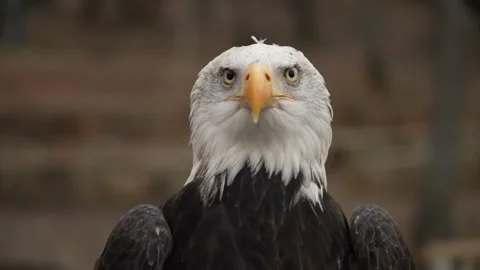 Close up video in slow motion of a bald eagle 02 Stock Footage 307916381