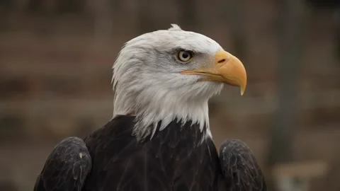 Close up video in slow motion of a bald eagle 01 Stock-Footage 307916385