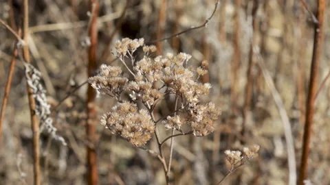 Close up video, slow motion, dry sedge grass field. Видео 181964600