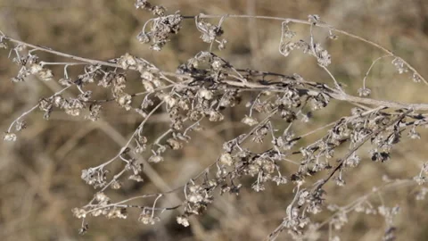Close up video, slow motion, dry sedge grass field. Video stock 181966727