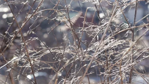 Close up video, slow motion, dry sedge grass field. Vídeo Stock 181972965