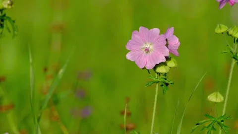 Close-up video in slow motion of a mallow (Malva) flower Stock Footage 315525231