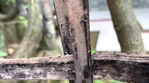 Close Up Video of Small Ants Walking on Old Weathered Bamboo Fence Outdoors Stock Footage 340988864