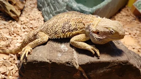 Close-up video of small beige brown lizard Video stock 168825210