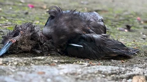 Close-up video of a small bird carcass Stock-Footage 329492030