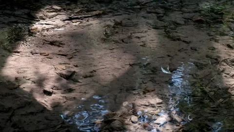 Close-up video of a small creek with clear water and autumn foliage. Slow mot Video stock 131154504