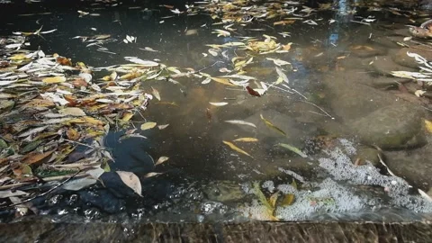 Close-up video of a small creek with clear water and autumn foliage. Slow mot Video stock 131154569