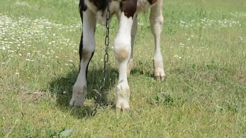 Close-up video of the small hooves and lower legs of a young calf 動画素材 343271451