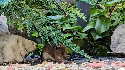 Close up video of small mouse eating seeds on bird sanctuary feeder surrounded Video stock 311413062