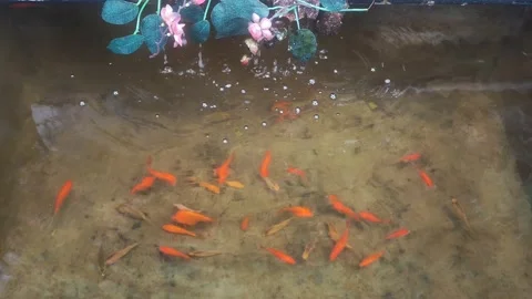Close-up video of a small pond filled with orange and yellow fish 4K 60FPS Stock Footage 168796629