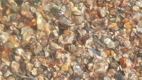 A close-up video of small seashells and pebbles being washed by clear seawate Stock Footage 344430267