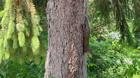 Close up video of a small wild squirrel resting on a rough tree trunk with Stock Footage 342780823