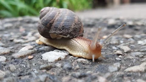 Close-up video with a snail crawling on the asphalt to the side Stock Footage