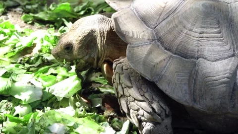 Close-up video of the snout of a leopard giant turtle Stock Footage 284382373