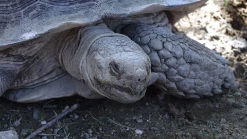 Close-up video of the snout of a leopard giant turtle Stock Footage 284382384