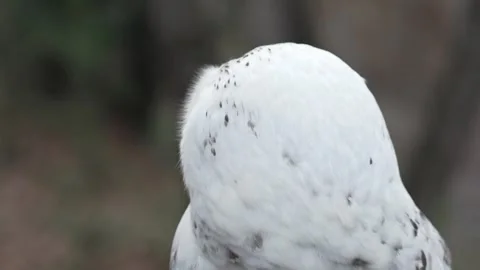 Close up video of snowy owl Stock Footage 307916437