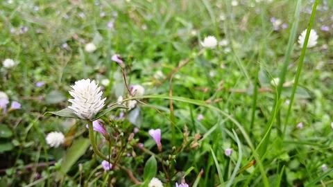 Close-up video of a soft white wildflower Stock Footage 306328150
