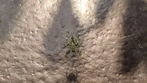 Close up video of the spider and the web Stock Footage 254964084