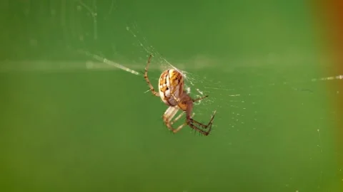 Close up video of spider sitting on its web against green natural background Stock Footage 327164268