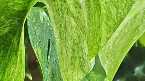 Close up video of spraying fine water mist on a rare variegated leaf gently. Video stock 340106063