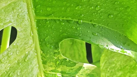 Close up video of spraying fine water mist on a rare variegated leaf gently. Stock Footage 340106066