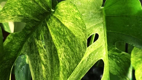 Close up video of spraying mist on bright glowing rare variegated leaves. Video stock 340106083