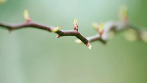 Close Up Video of Spring Buds Emerging with Growth Stock Footage 319610092